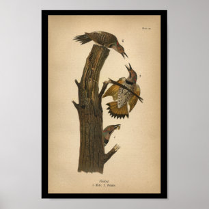 1890 Bird Print Flicker