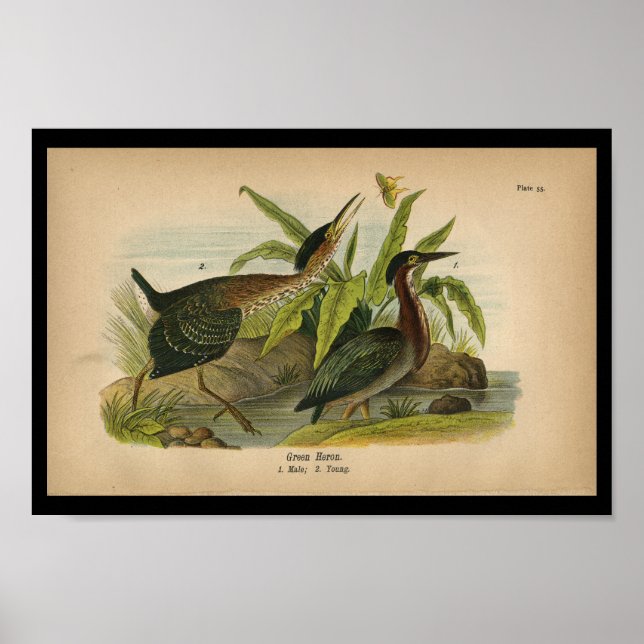 1890 Bird Print Green Heron (Front)