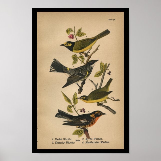 1890 Bird Print Hooded Warbler (Front)