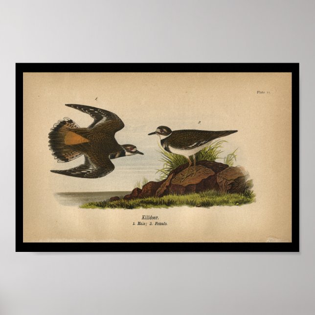 1890 Bird Print Killdeer (Front)