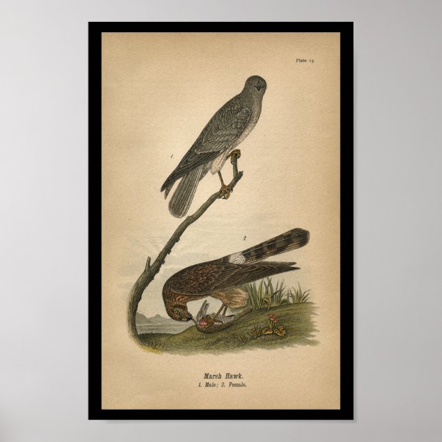1890 Bird Print Marsh Hawk (Front)