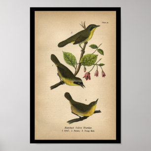 1890 Bird Print Maryland Yellow Warbler