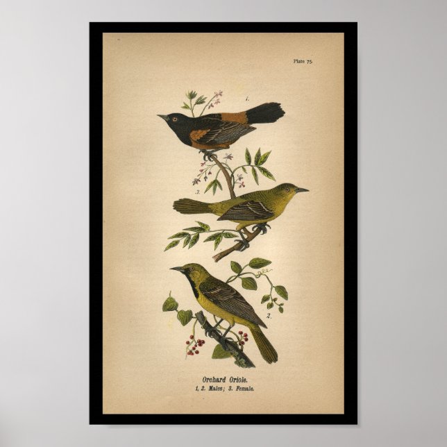 1890 Bird Print Orchard Oriole (Front)