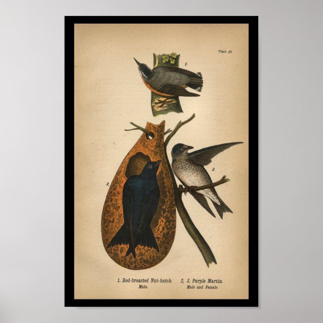 1890 Bird Print Purple Martin (Front)