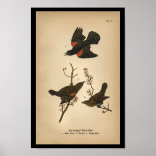1890 Bird Print Red-winged Black Bird