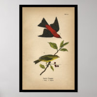1890 Bird Print Scarlet Tanager