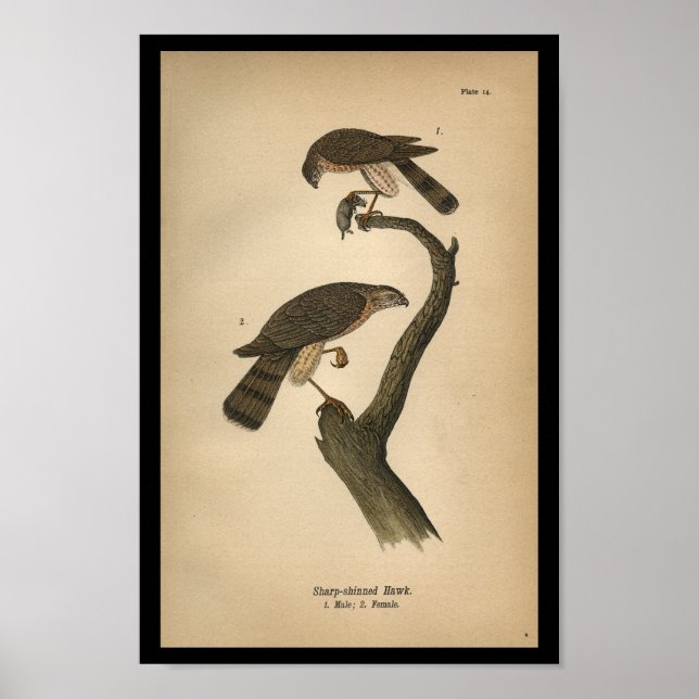 1890 Bird Print Sharp-shinned Hawk (Front)