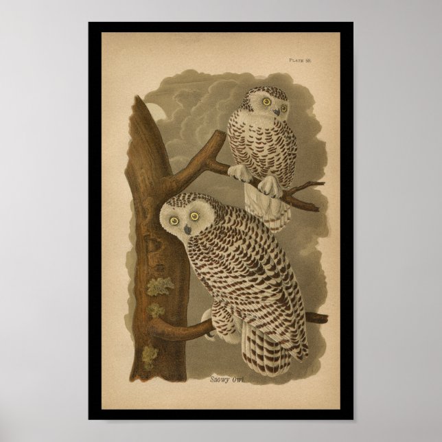 1890 Bird Print Snowy Owl (Front)