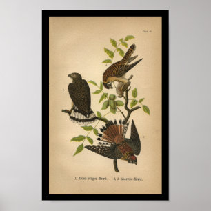 1890 Bird Print Sparrow Hawk