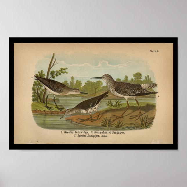 1890 Bird Print Spotted Sandpiper Vintage (Front)