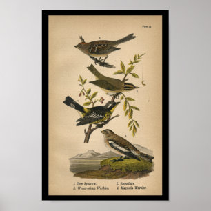 1890 Bird Print Tree Sparrow