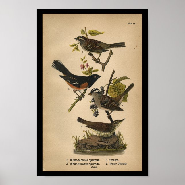 1890 Bird Print White Throated Sparrow (Front)