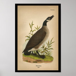 1890 Bird Print Wild Goose