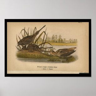 1890 Bird Print Wilsons Snipe