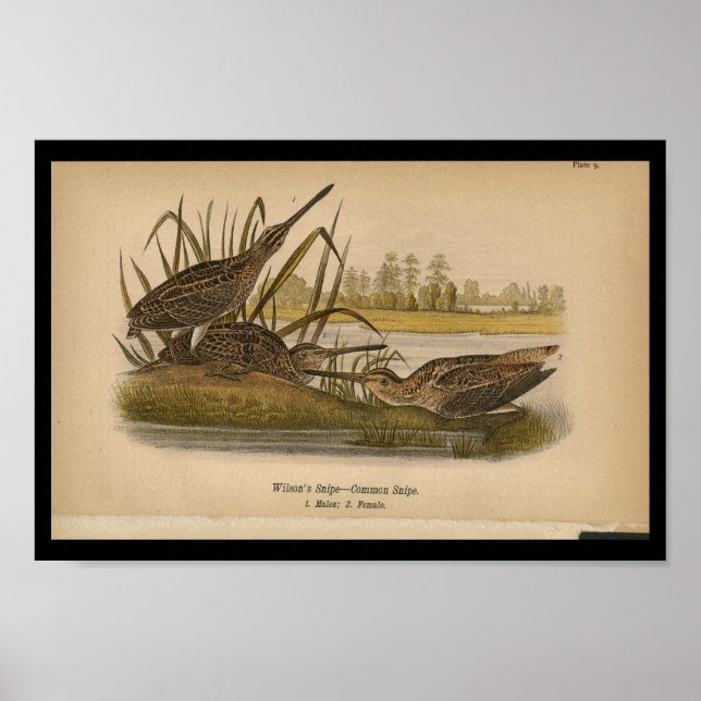 1890 Bird Print Wilsons Snipe (Front)