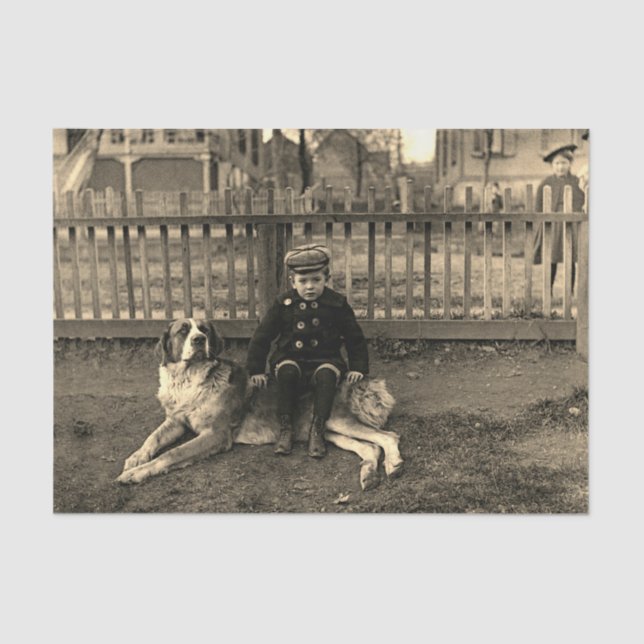 1890's Boy Sitting on St Bernard Dog Photograph Tissue Paper (Front)
