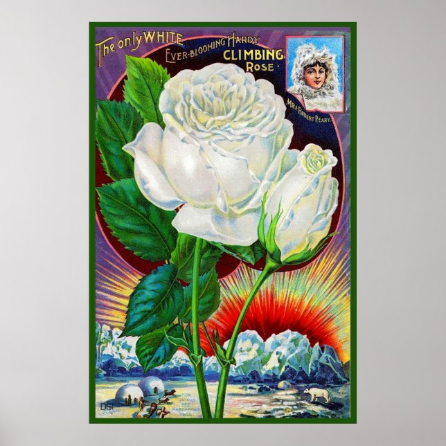1890s rose catalog illustration White Rose Poster (Front)