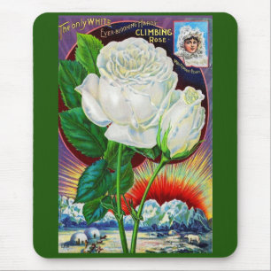 1890s rose catalogue illustration White Rose Mouse Mat