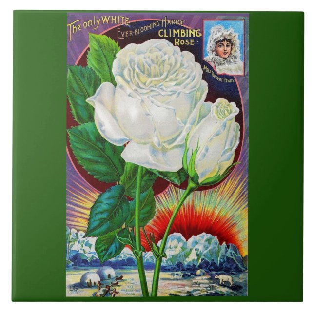 1890s rose catalogue illustration White Rose Tile (Front)