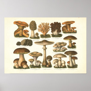 1894 Mushrooms Variety Fungus Print in German