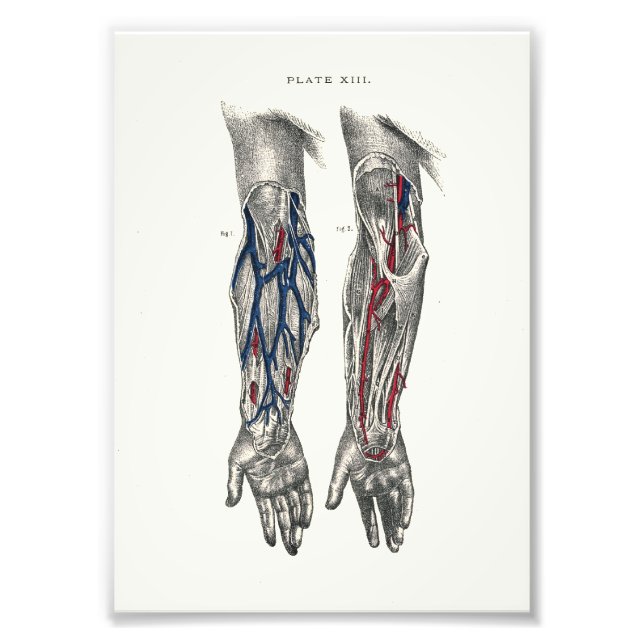 1895 Human Anatomy Print Arm (Front)