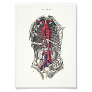1895 Human Anatomy Print Arteries