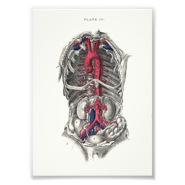 1895 Human Anatomy Print Arteries (Front)