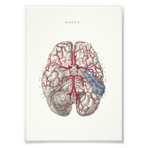 1895 Human Anatomy Print Brain