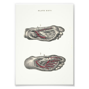 1895 Human Anatomy Print Foot