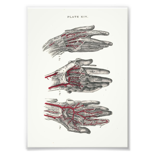 1895 Human Anatomy Print Hands (Front)