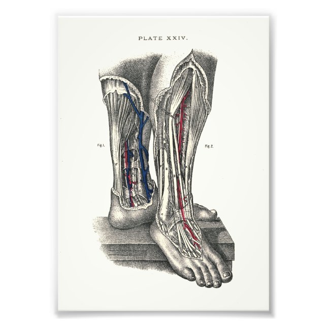 1895 Human Anatomy Print Leg (Front)