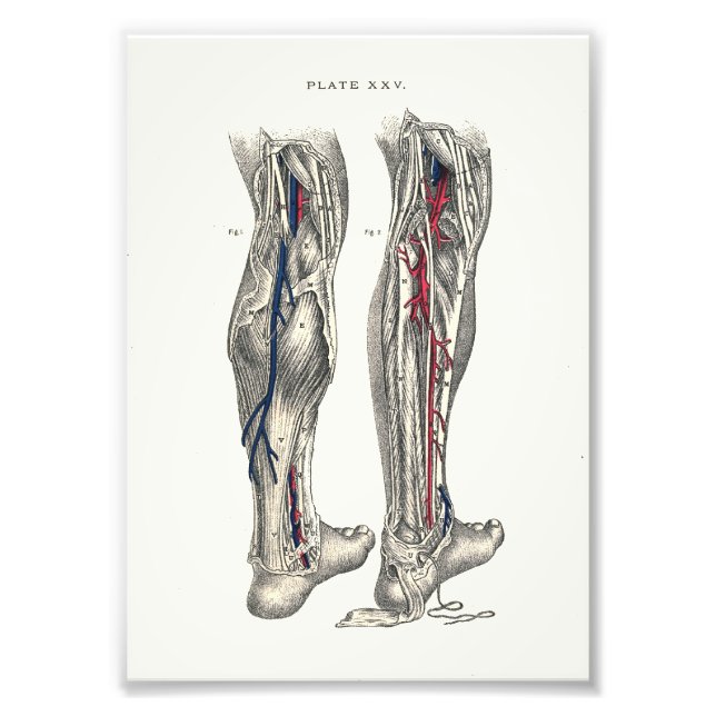 1895 Human Anatomy Print Leg (Front)