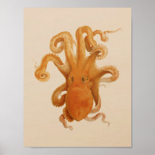 1896 Vintage Colour Octopus Art Print