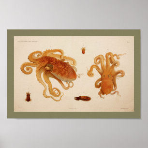 1896 Vintage Colour Octopus Art Print