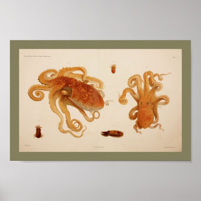 1896 Vintage Colour Octopus Art Print (Front)