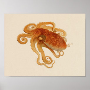 1896 Vintage Colour Octopus Art Print