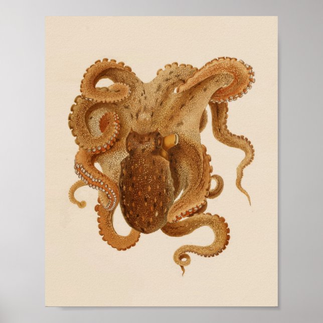 1896 Vintage Colour Octopus Art Print (Front)