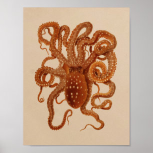 1896 Vintage Colour Octopus Art Print