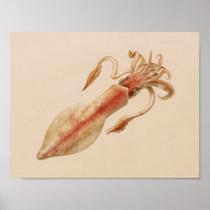 1896 Vintage Colour Squid Art Print