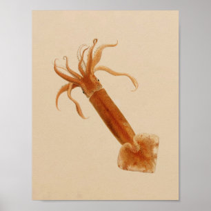 1896 Vintage Colour Squid Art Print