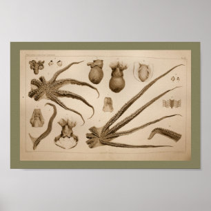 1896 Vintage Octopus Anatomy Art Print