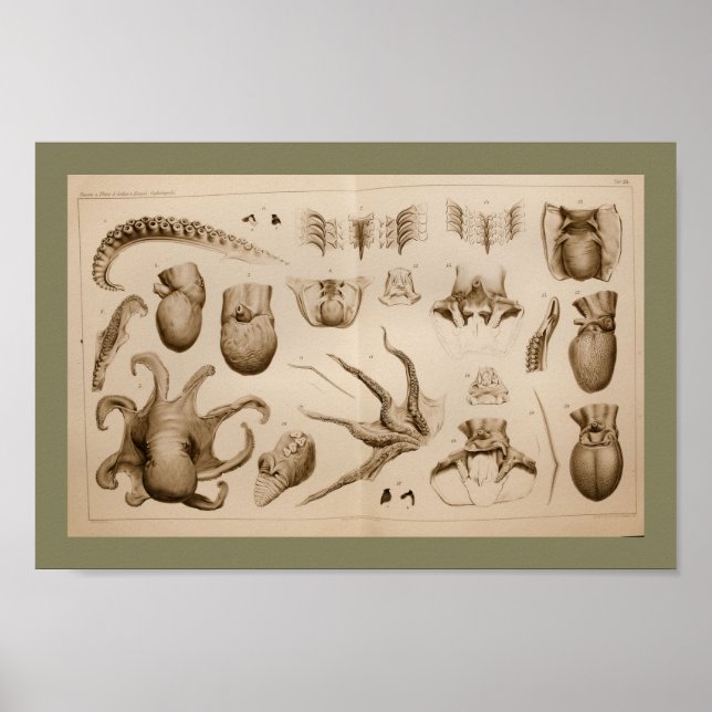 1896 Vintage Octopus Anatomy Art Print (Front)