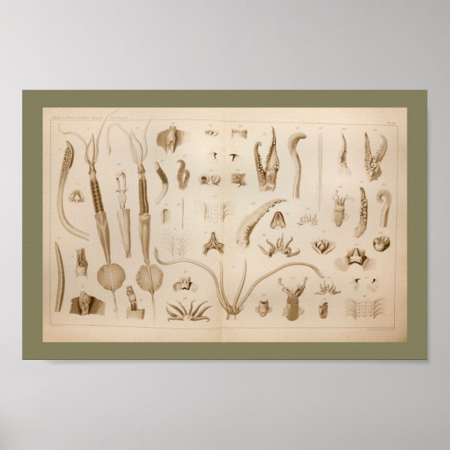 1896 Vintage Squid Anatomy Art Print (Front)