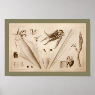 1896 Vintage Squid Anatomy Art Print