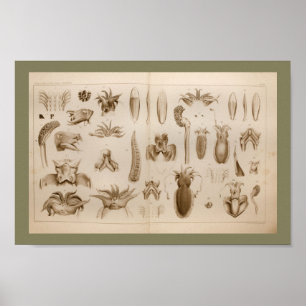 1896 Vintage Squid Octopus Anatomy Art Print