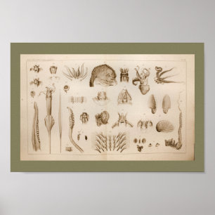 1896 Vintage Squid Octopus Anatomy Art Print