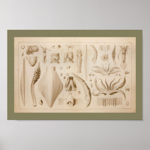 1896 Vintage Squid Octopus Anatomy Art Print