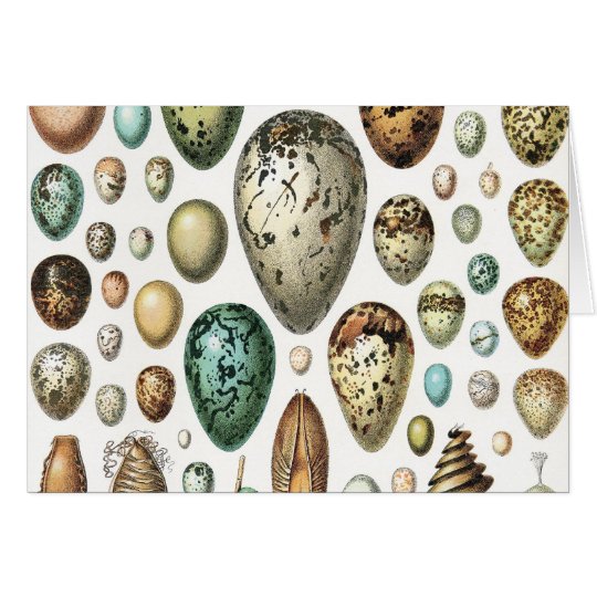 1897 ANIMAL EGGS from Meyers Konversations-Lexikon Card