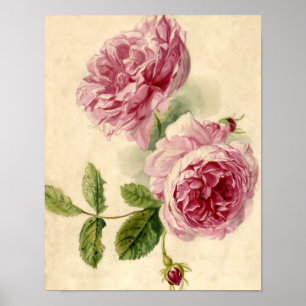 18th Century Pink Rose Study Poster