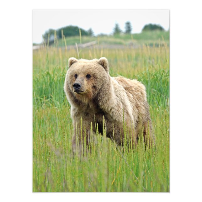 18x24 Satin photo of grizzly bear (Front)